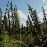 Alaska: Drunken Forest: Leaning trees in this Alaska forest tilt because the ground beneath them, which used to be permanently frozen, has thawed. Forests like this are named “drunken forests.”