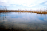 A “ghost swamp” in south Louisiana shows the effects of saltwater intrusion.