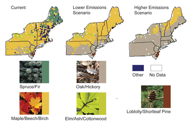 Projected Shifts in Trees Species