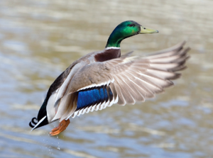 Mallard ducks are one of the many species that inhabit the playa lakes, also known as prairie potholes.