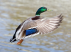 Great Plains: Mallard Duck
