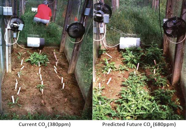 Herbicide Loses Effectiveness at Higher CO2