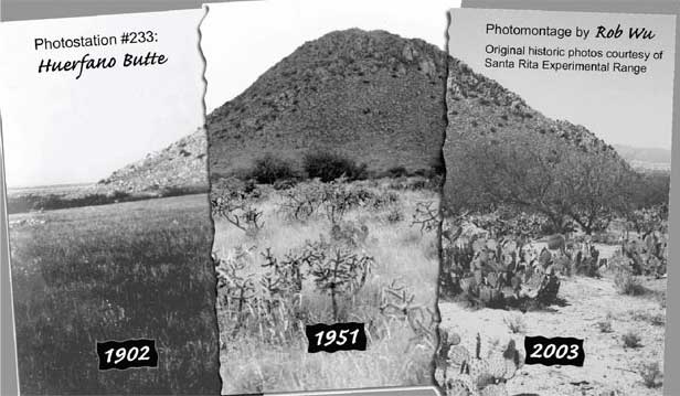 Desertification of Arid Grassland near Tucson, Arizona, 1902 to 2003
